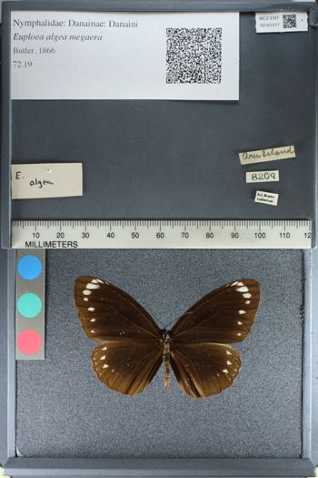 Media type: image;   Entomology 161017